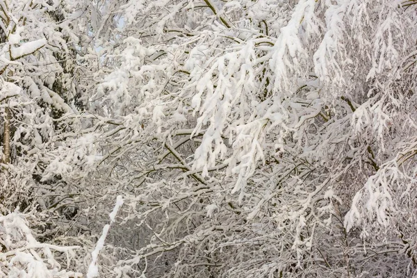 Belos galhos de árvores de inverno com muita neve — Fotografia de Stock