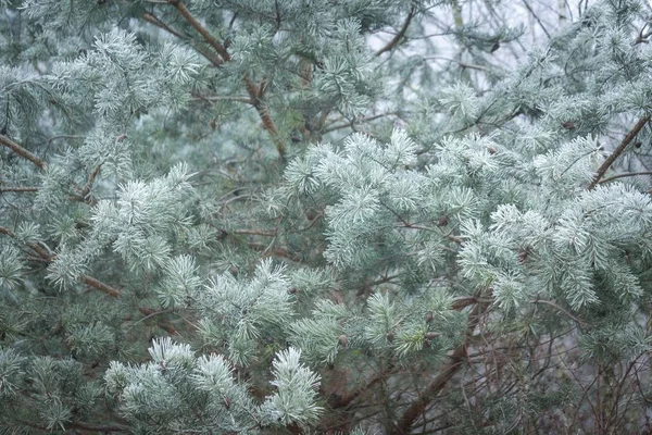 Pine tree twijgen in winter — Stockfoto