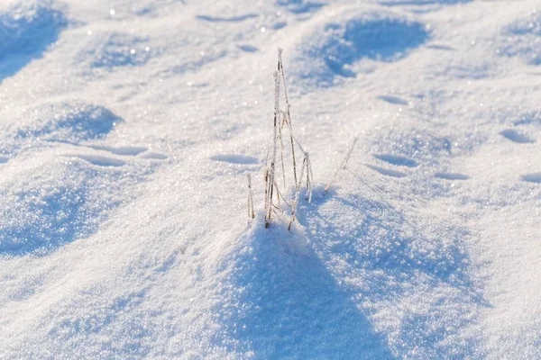 冬雪背景雪で覆われた植物 — ストック写真