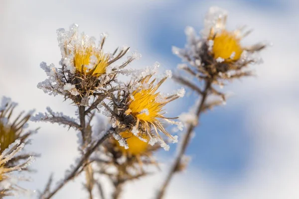 Fiore di cardo appassito e secco in inverno — Foto Stock