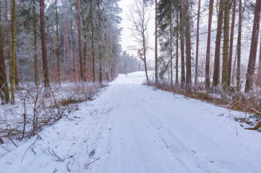 Kış aylarında huzurlu orman