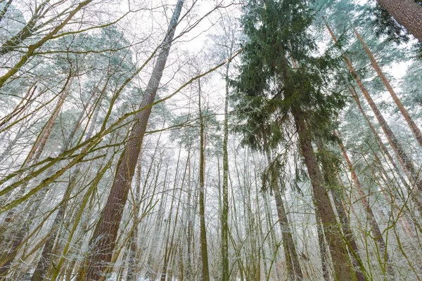 Зима в тихом лесу — стоковое фото