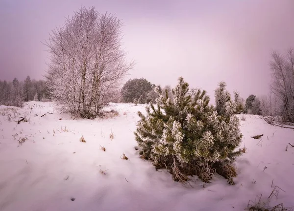 Paisagem de inverno com árvores e campo — Fotografia de Stock