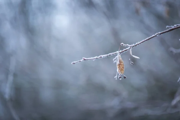 Lime tree kvist med rimfrost — Stockfoto