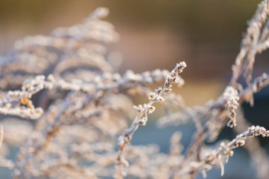 Bitkiler üzerinde beyaz hoarfrost soyut makro