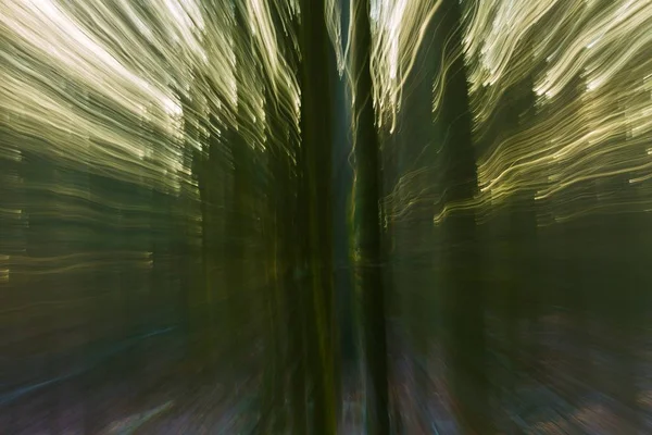 Abstract forest photo