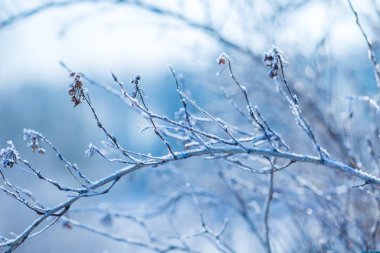 İn rime'ı içinde bitkilerle yakın çekim