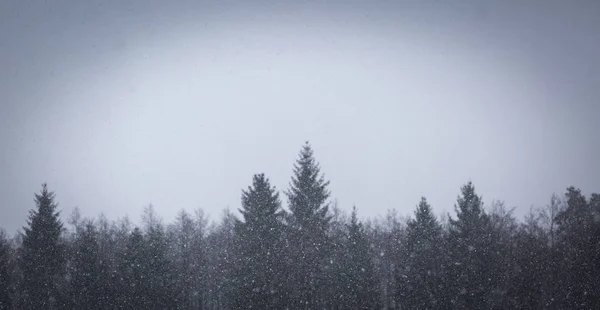 Zbliżenie z padającego śniegu na tle lasu płatków — Zdjęcie stockowe