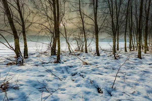 Paisagem de inverno com floresta de vidoeiro — Fotografia de Stock