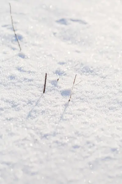 Зимний снежный фон с заснеженными растениями — стоковое фото