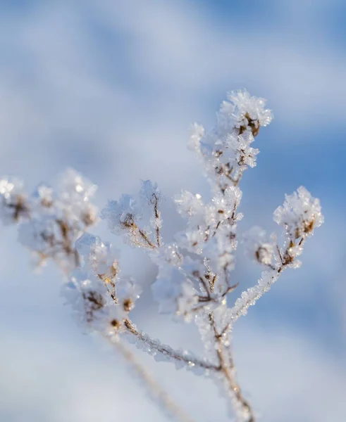霜が付いている植物をクローズ アップ — ストック写真