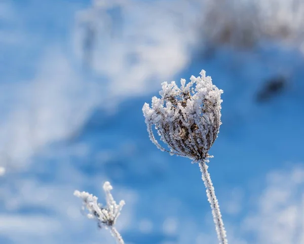 Växter med rimfrost i närbild — Stockfoto