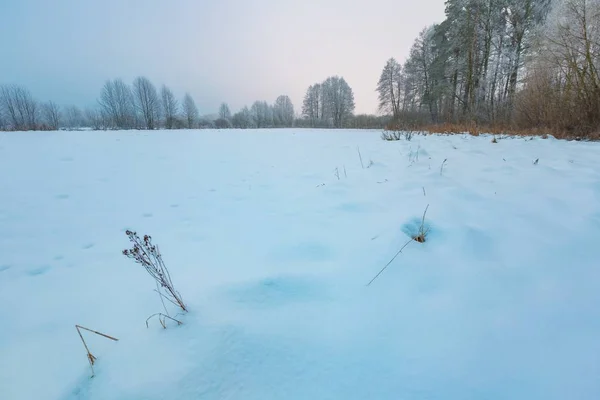 Туманний зимовий пейзаж у сільській місцевості Польська — стокове фото