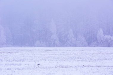 Kış sisli alanları orman manzara yakınındaki