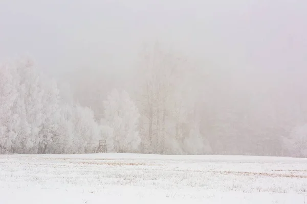 Champs brumeux d'hiver près du paysage forestier — Photo