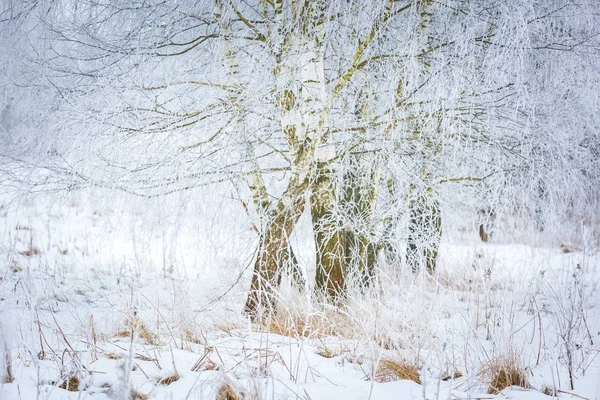 Polish winter landscape — Stock Photo, Image
