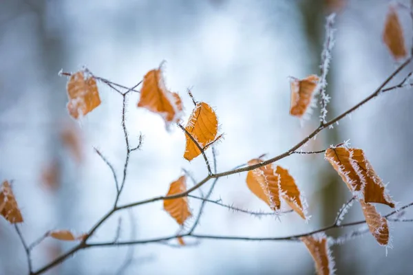 与 hoarfost 在冬季森林的山毛榉叶子的特写 — 图库照片