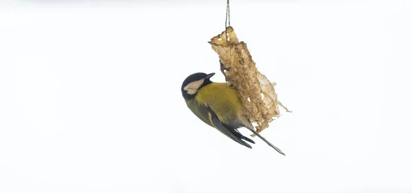 Tit bird on bird feeder