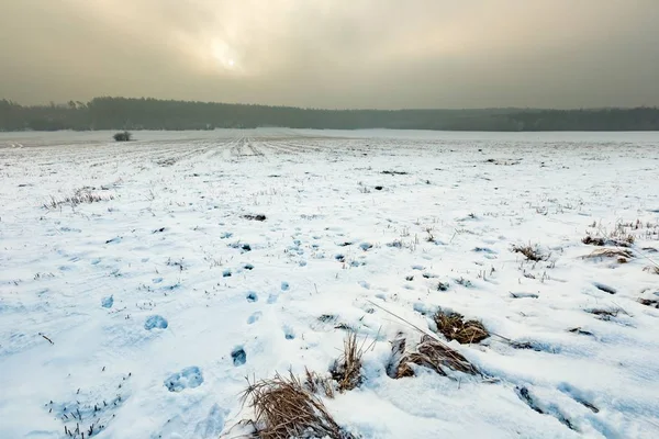 Campos nevados de invierno y día de niebla — Foto de Stock