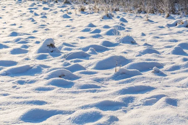Winter sneeuw achtergrond met sneeuw bedekt planten — Stockfoto