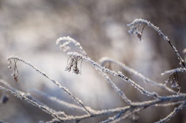 İn rime'ı içinde bitkilerle yakın çekim