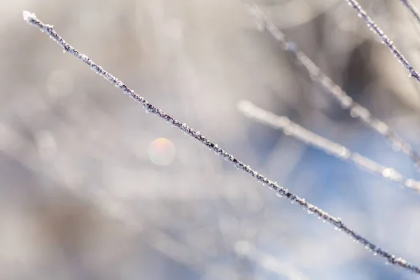 Tanaman dengan rime di dekat — Stok Foto