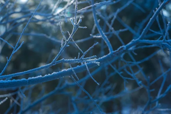 Branches d'arbres d'hiver avec rime — Photo