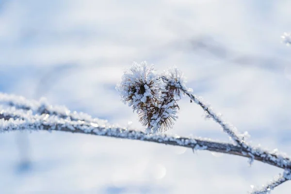 霜が付いている植物をクローズ アップ — ストック写真