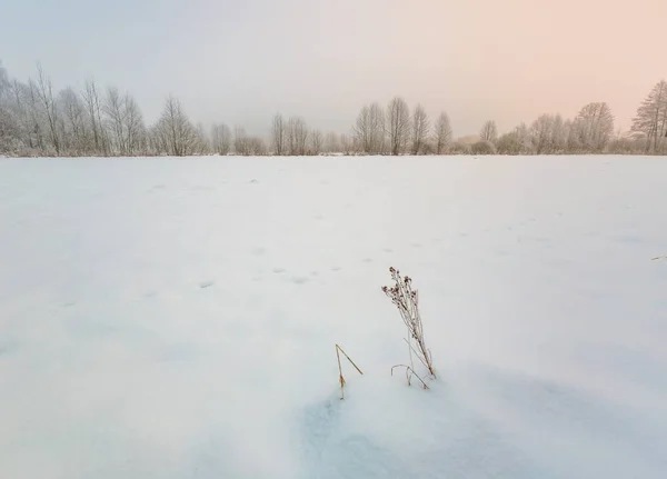 Winter foggy landscape in polish countryside — Stock Photo, Image