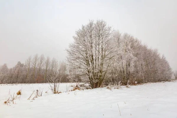 Paisagem de inverno com árvores e campo — Fotografia de Stock