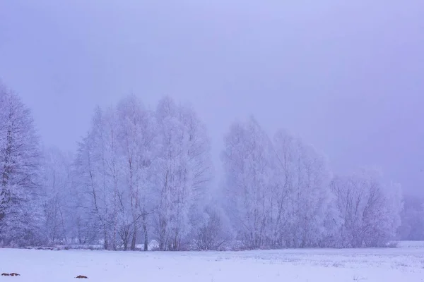 Champs brumeux d'hiver près du paysage forestier — Photo
