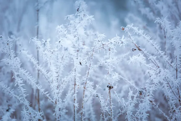 Macro abstrato de inverno de rime em fábricas — Fotografia de Stock