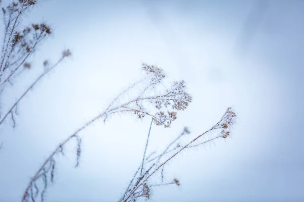 Macro abstrato de inverno de rime em fábricas — Fotografia de Stock