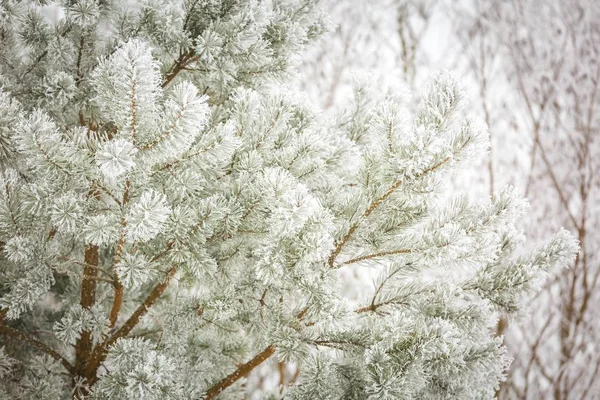 De vertakking van de beslissingsstructuur van Pine met winter wit rime — Stockfoto