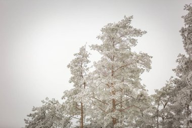 Kış ağaçları beyaz in Rime'ı ile