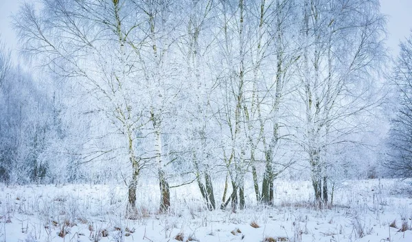 Paisagem de inverno polonês — Fotografia de Stock