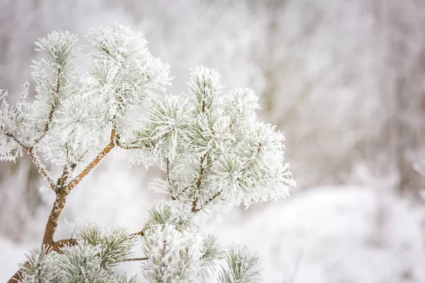 Pine tree branch with winter white rime — Stock Photo, Image