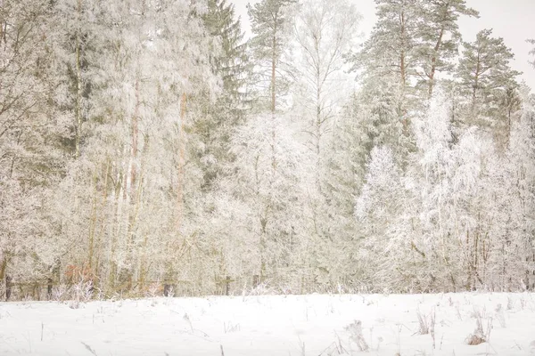 Arbres d'hiver avec rime blanche — Photo