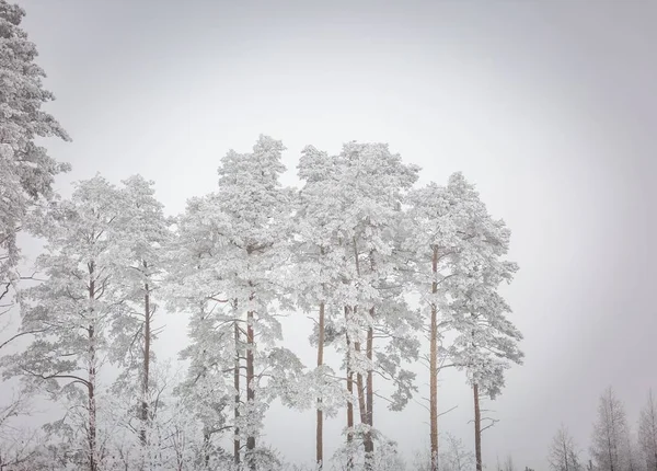 Winter bomen met witte rime — Stockfoto