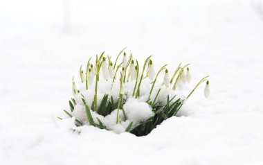 Güzel beyaz kardelen çiçek açan