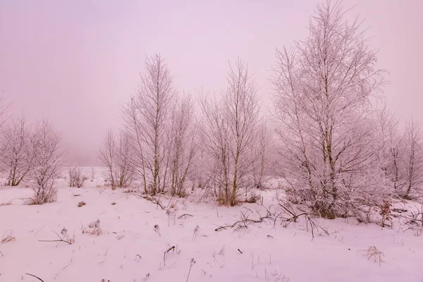 나무와 밭이 있는 겨울 풍경 — 스톡 사진