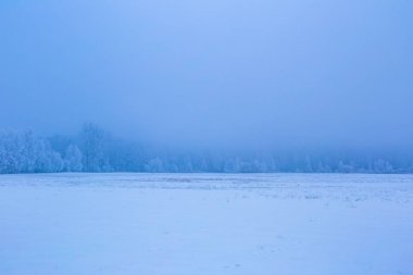 Kış sisli alanları orman manzara yakınındaki