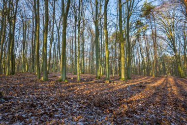 Kış veya geç sonbahar orman