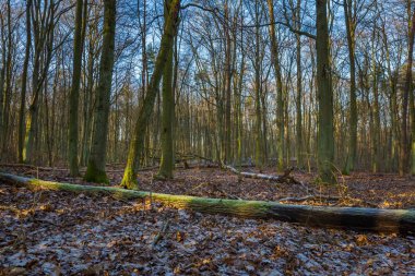 Kış veya geç sonbahar orman