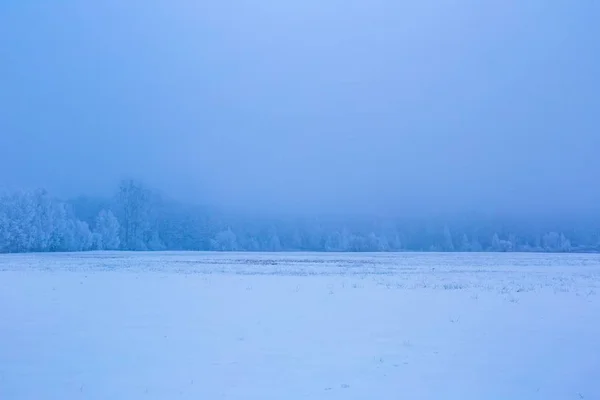 Champs brumeux d'hiver près du paysage forestier — Photo