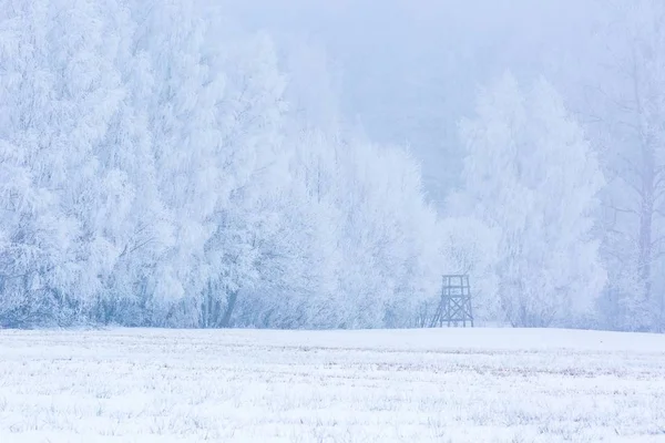 Campos nublados de invierno cerca del paisaje forestal — Foto de Stock