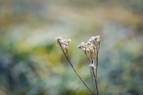 Abstrakta makro av vit rimfrost på växter — Stockfoto