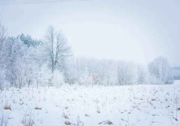 Paysage d'hiver polonais — Photo