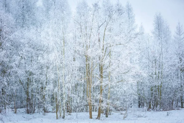 Paysage d'hiver polonais — Photo