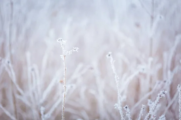 Macro abstrato de inverno de rime em fábricas — Fotografia de Stock